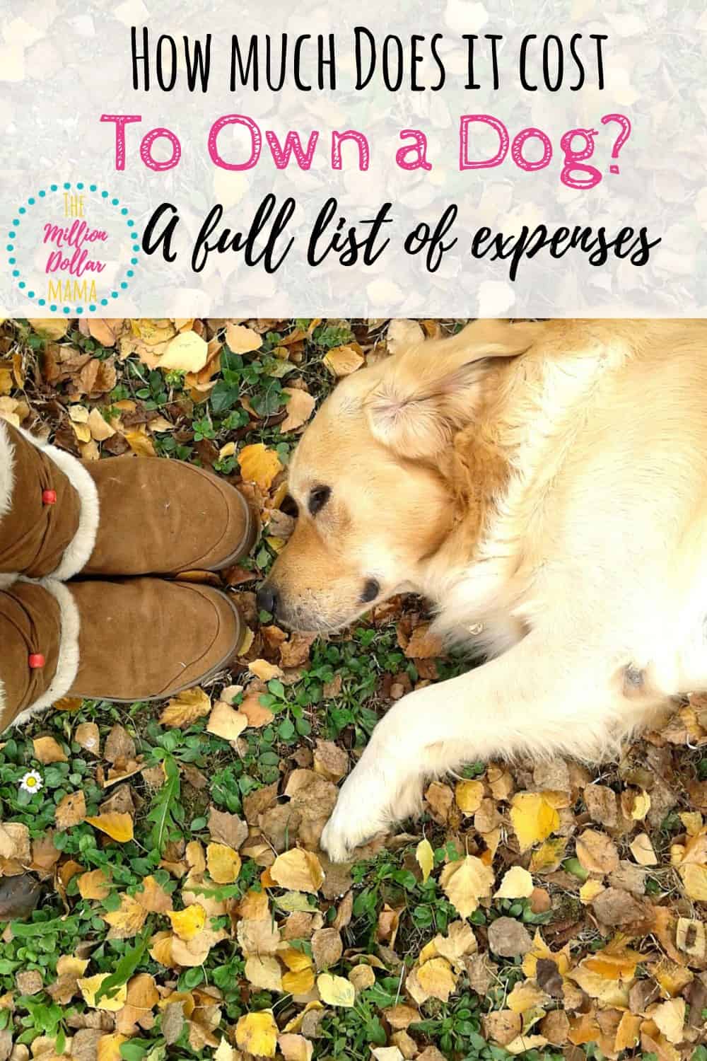 How much does it cost to own a dog? List of pet expenses | Cost of pet ownership | How much does a dog cost each year