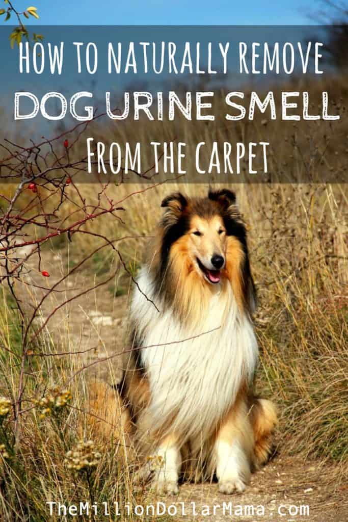 How to naturally remove dog urine from the carpet | How to get rid of dog urine smell | How to remove dog urine smell from carpet | Natural pet stain remover | Chemical-free pet stain remover