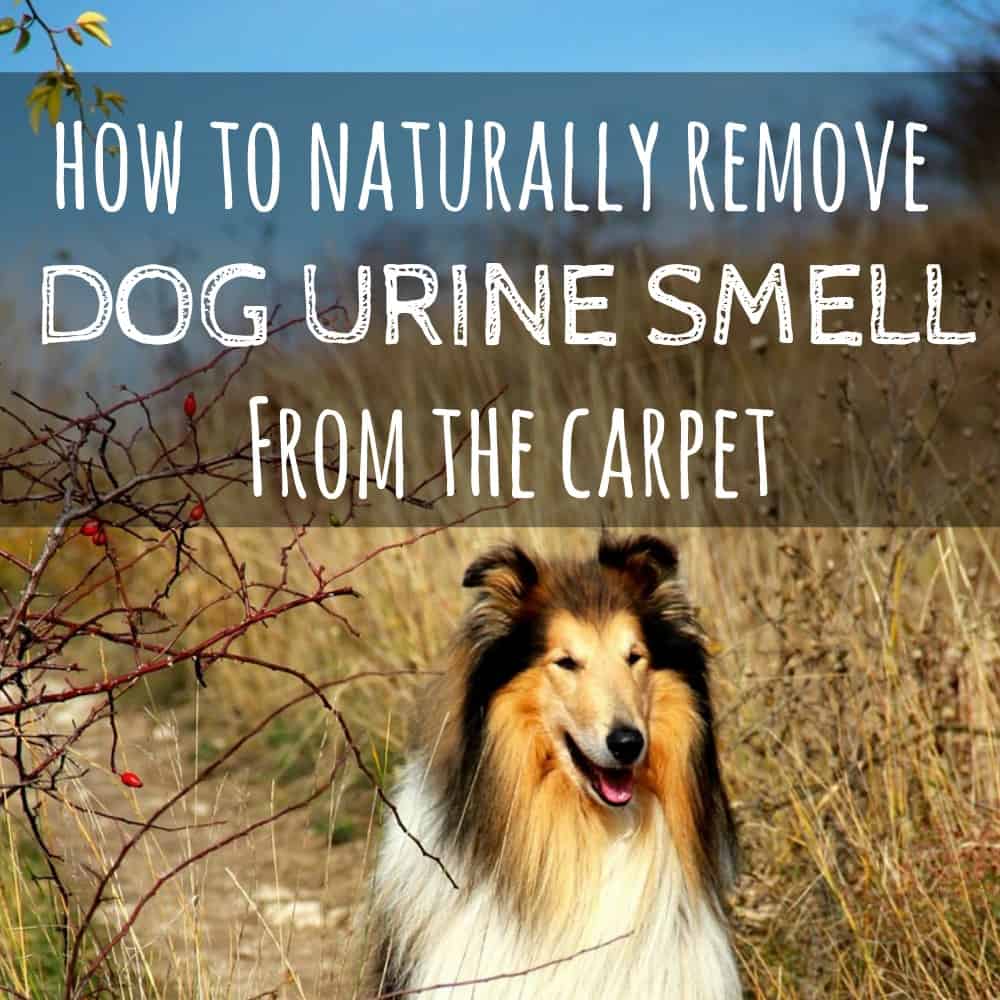 How to naturally remove dog urine from the carpet | How to get rid of dog urine smell | How to remove dog urine smell from carpet | Natural pet stain remover | Chemical-free pet stain remover