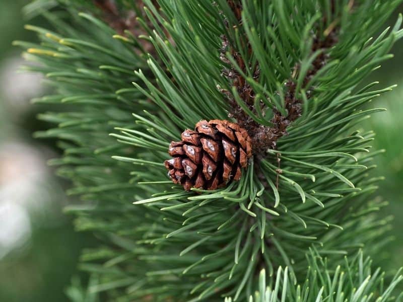 pine tree with a pine cone close up