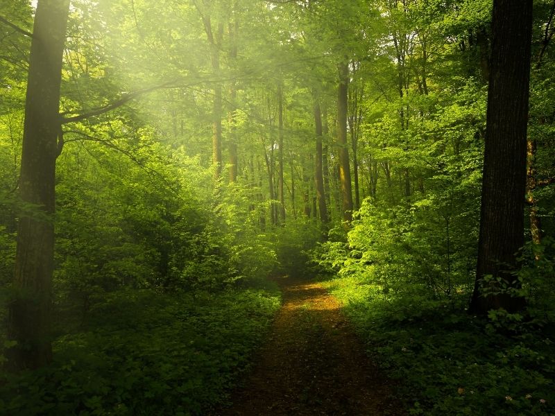 a path in a green forest
