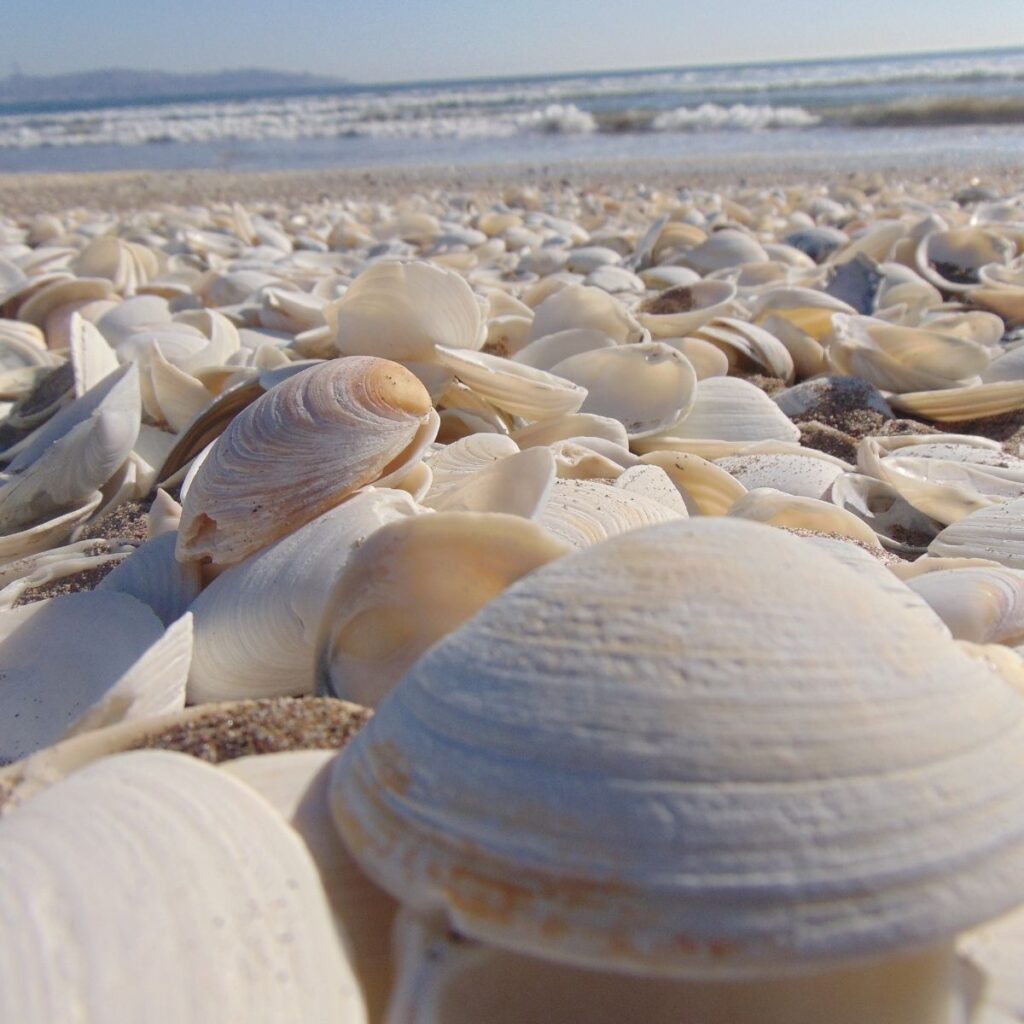 a beach of sea shells