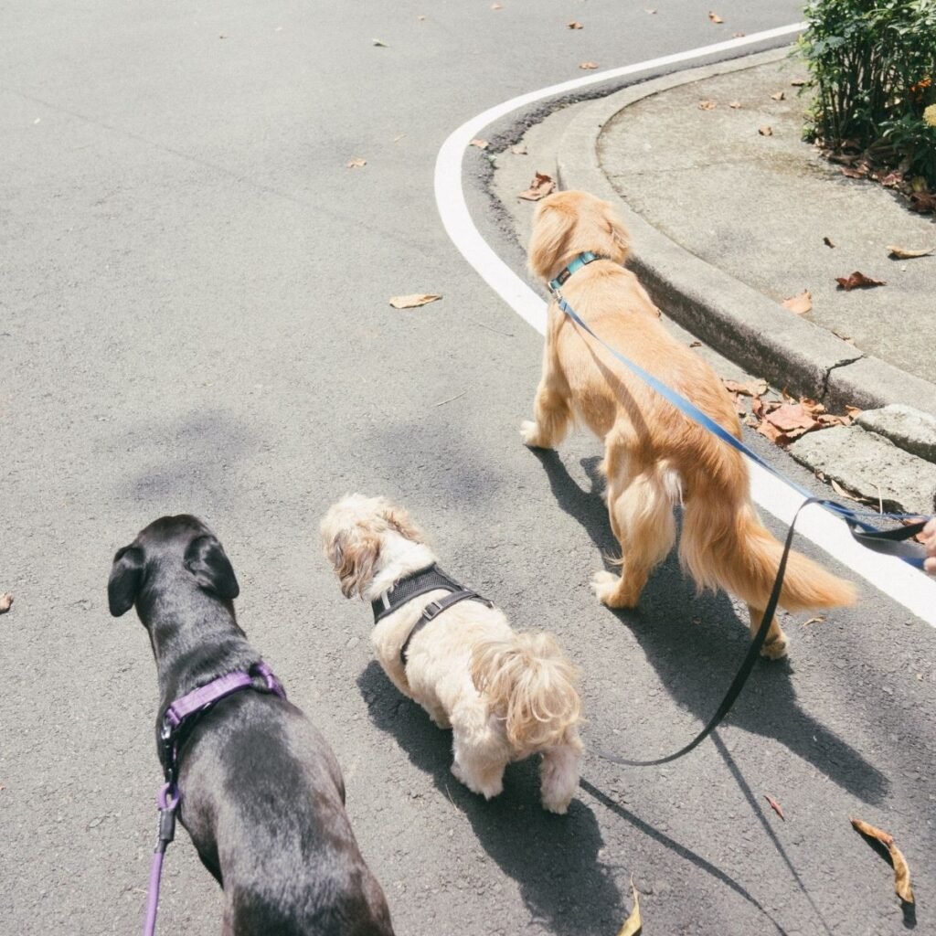3 dogs being walked